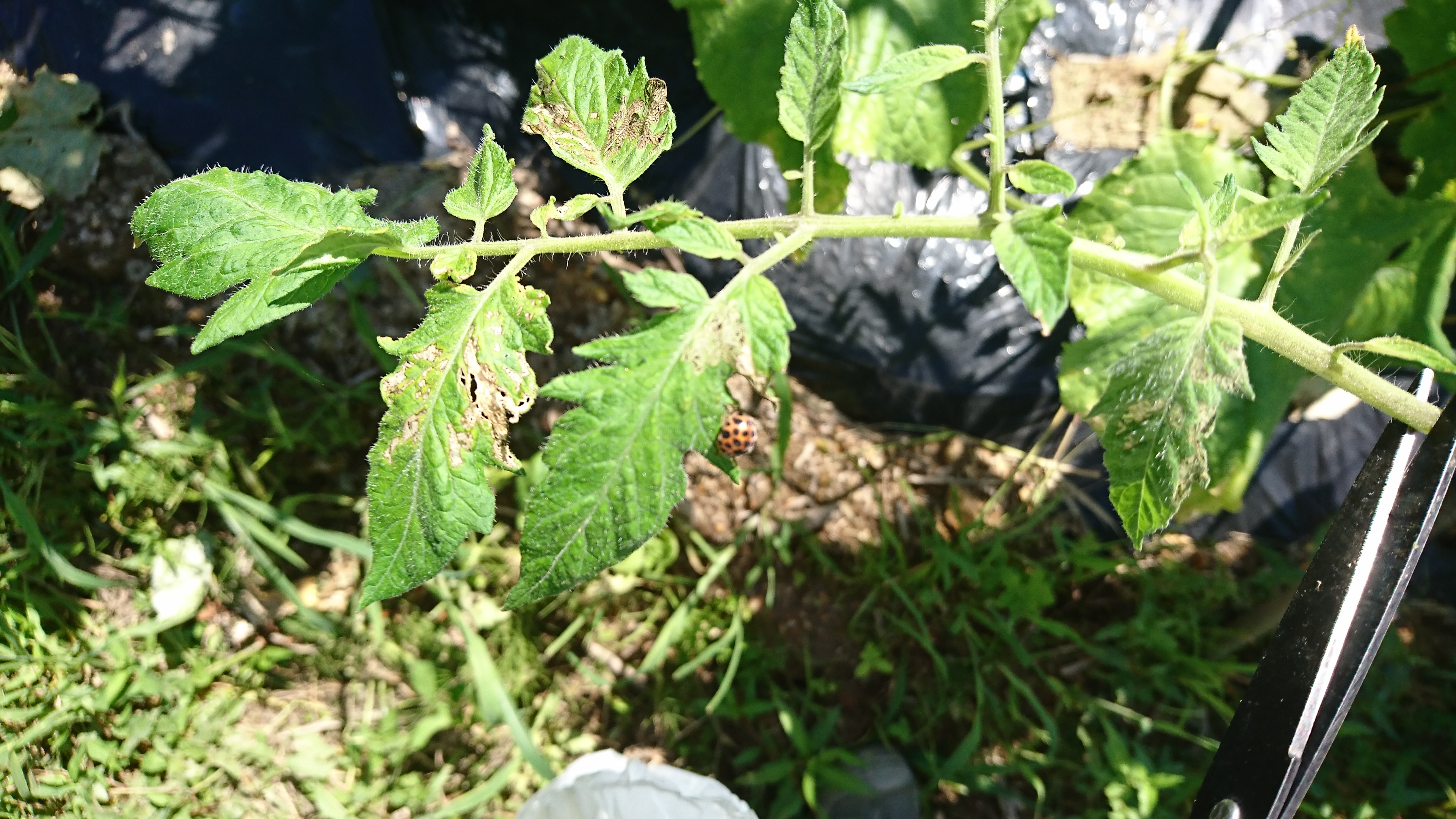 ニジュウヤホシテントウは弱った葉から食べる