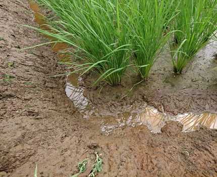 魚液と光合成菌 秋にガス沸きの対処