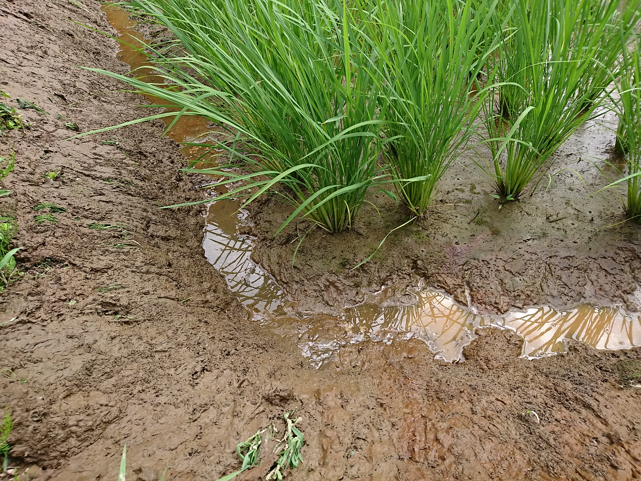 魚液と光合成菌 秋にガス沸きの対処