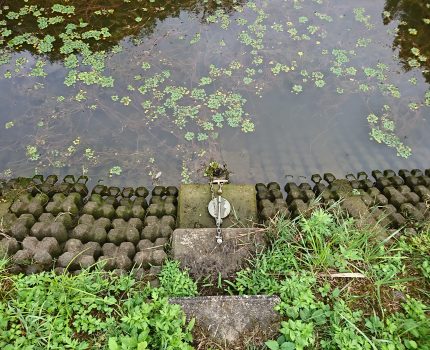 大雨前の対策とあきたこまち出穂