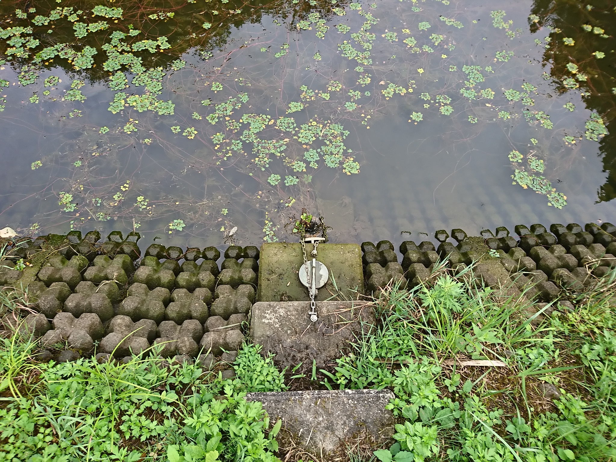 大雨前の対策とあきたこまち出穂