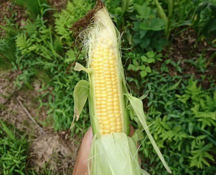 無農薬、無肥料、無防除のトウモロコシ初収穫