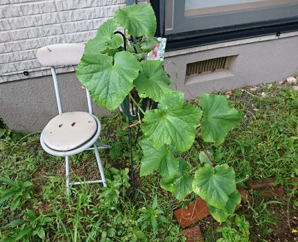 家庭菜園の野菜の味、粘土質、砂質の差