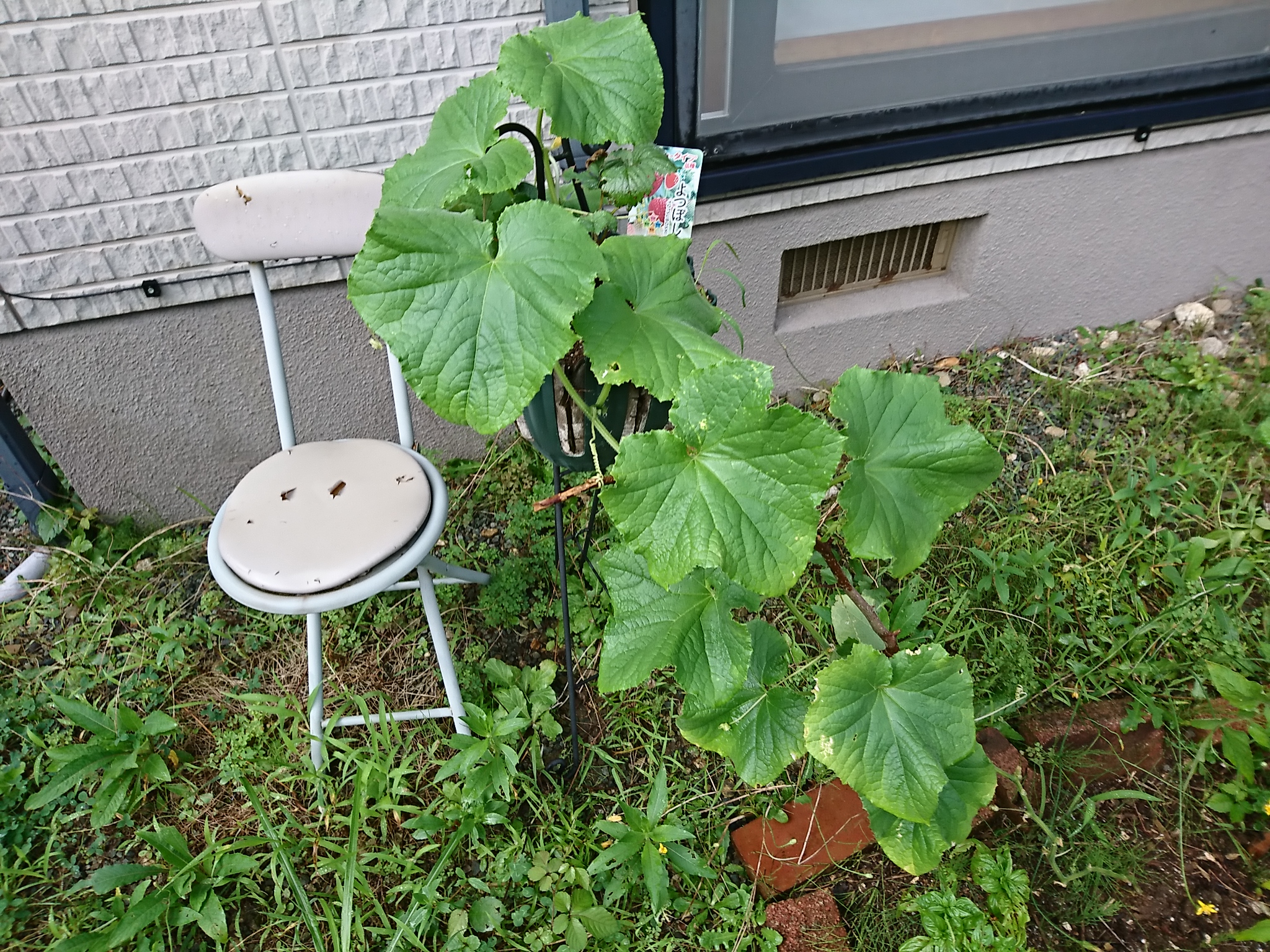 家庭菜園の野菜の味、粘土質、砂質の差