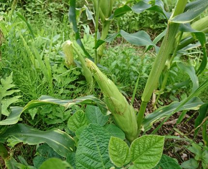 獣がトウモロコシに気が付いても食べない