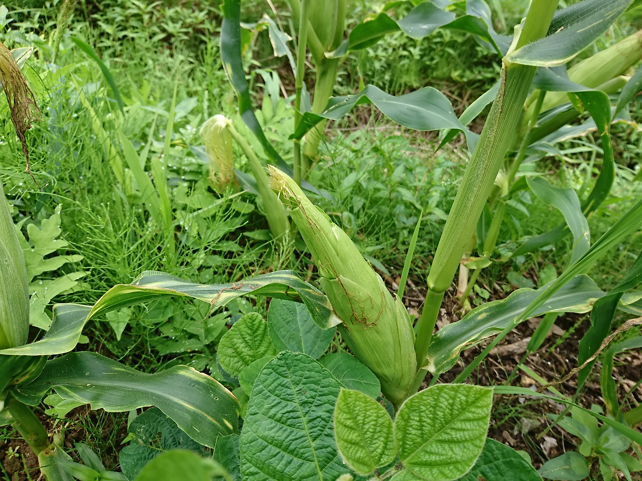 獣がトウモロコシに気が付いても食べない