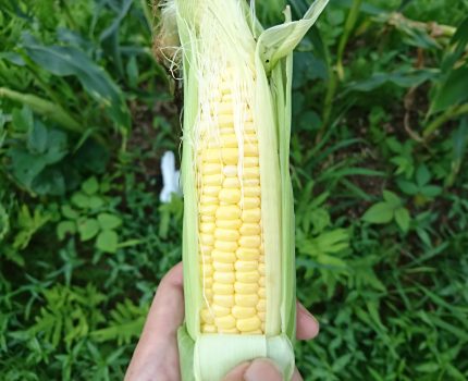 無農薬のトウモロコシとナス