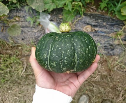 激甘の栗カボチャと葉がなくなった大豆「秘伝」
