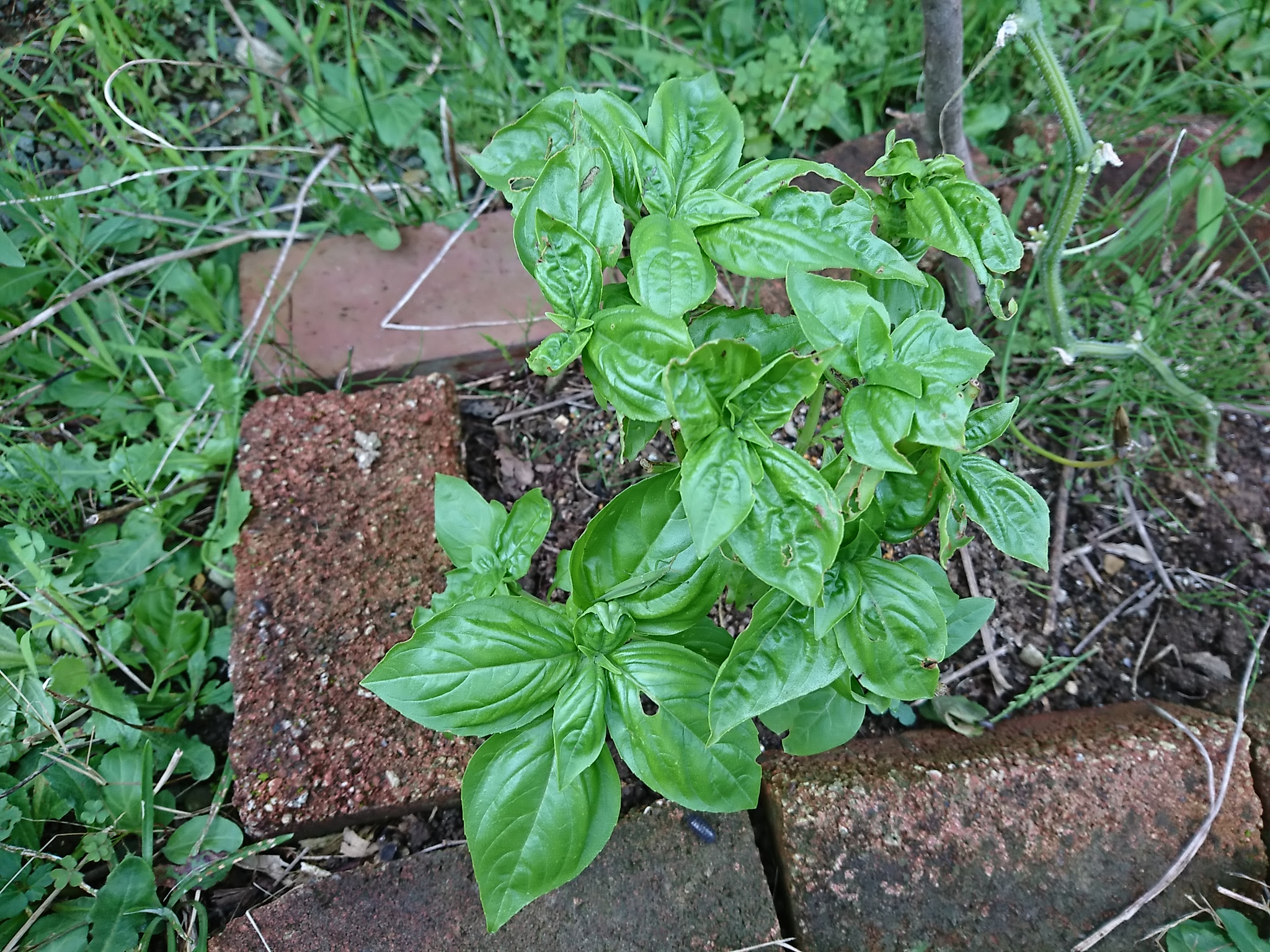 環境を変え虫害を無くす
