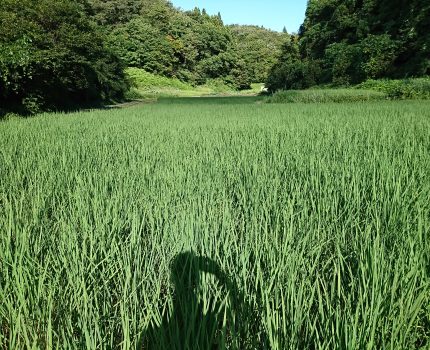 三日ぶりの圃場の見回り