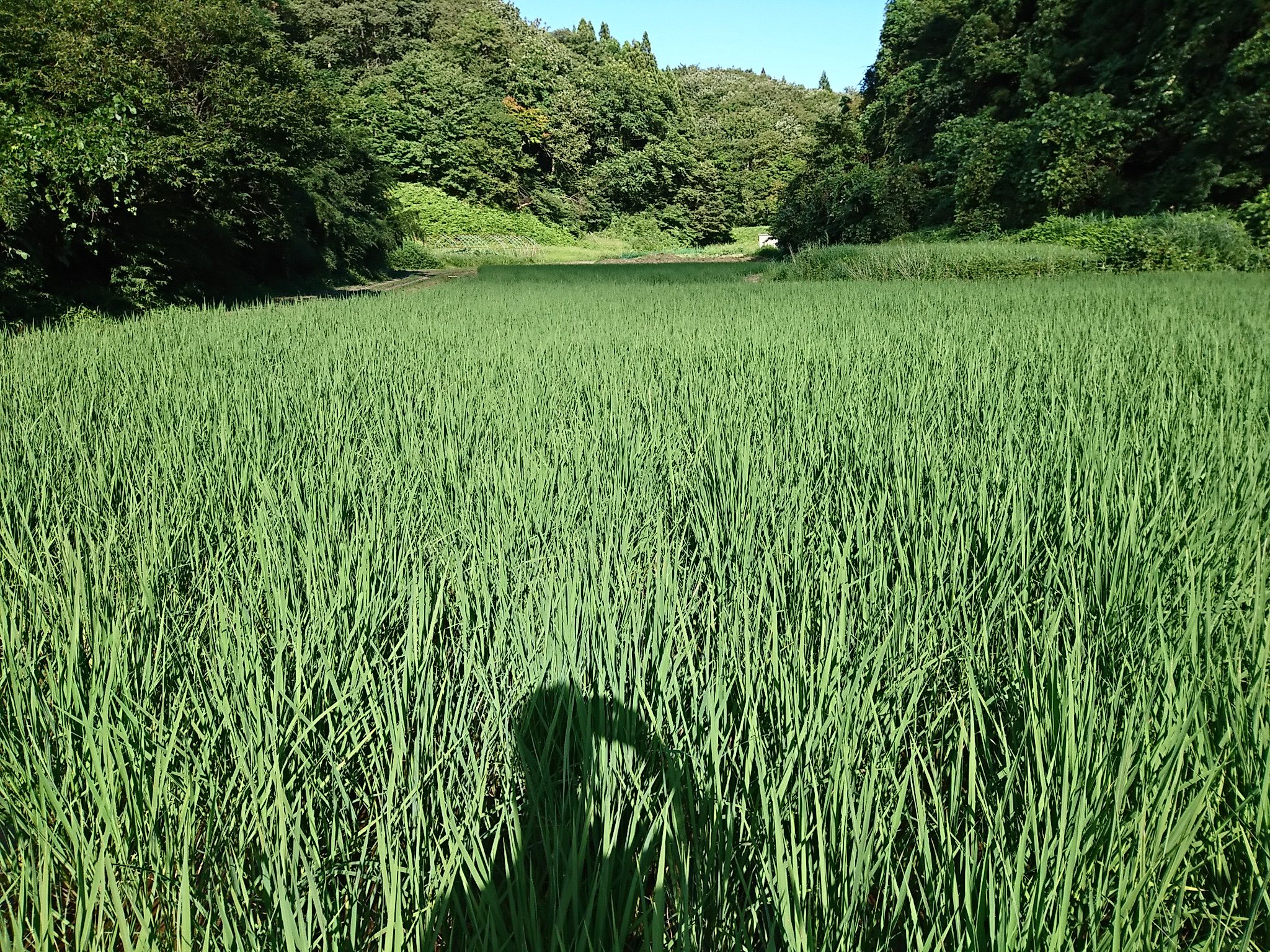 三日ぶりの圃場の見回り