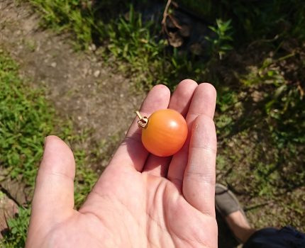 枯れ死したトマトの味