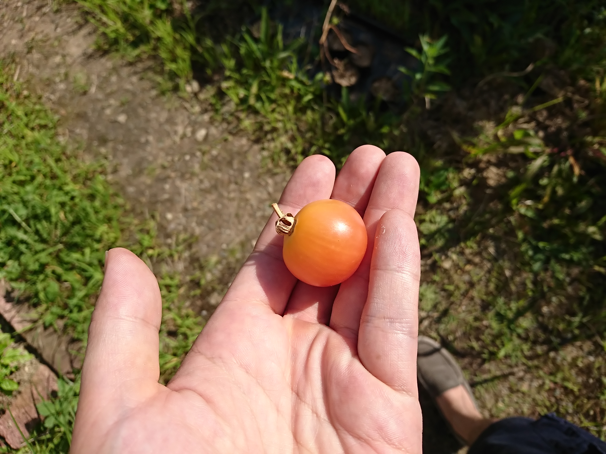 枯れ死したトマトの味