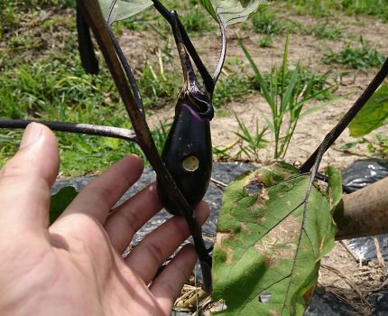 ナスの虫害と無堆肥、無肥料、無農薬、無防除のお米