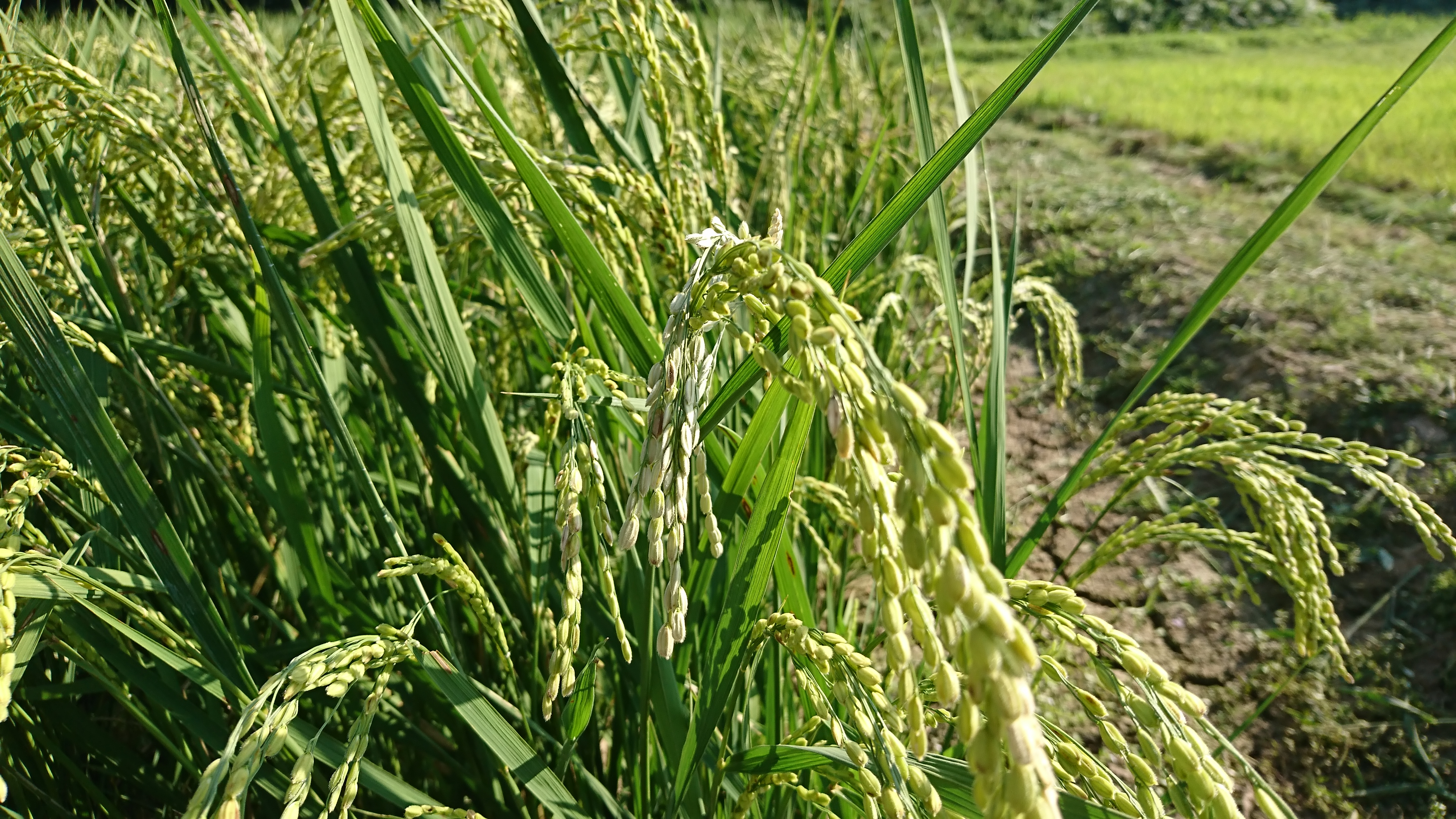 久しぶりの草刈り