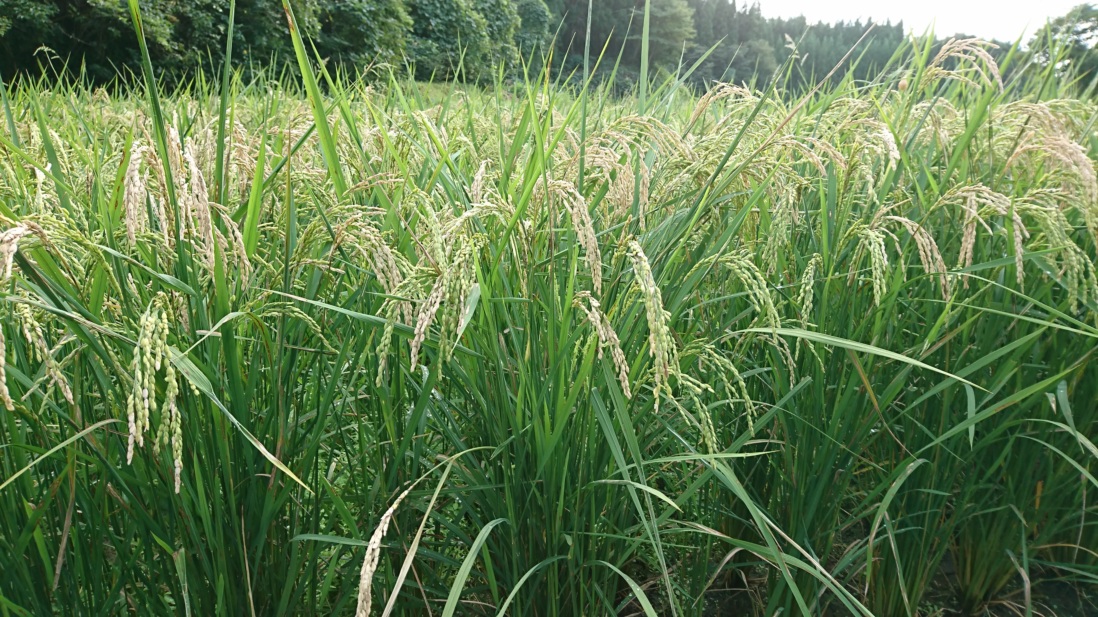 葉が緑のまま垂れる穂と移住先探し