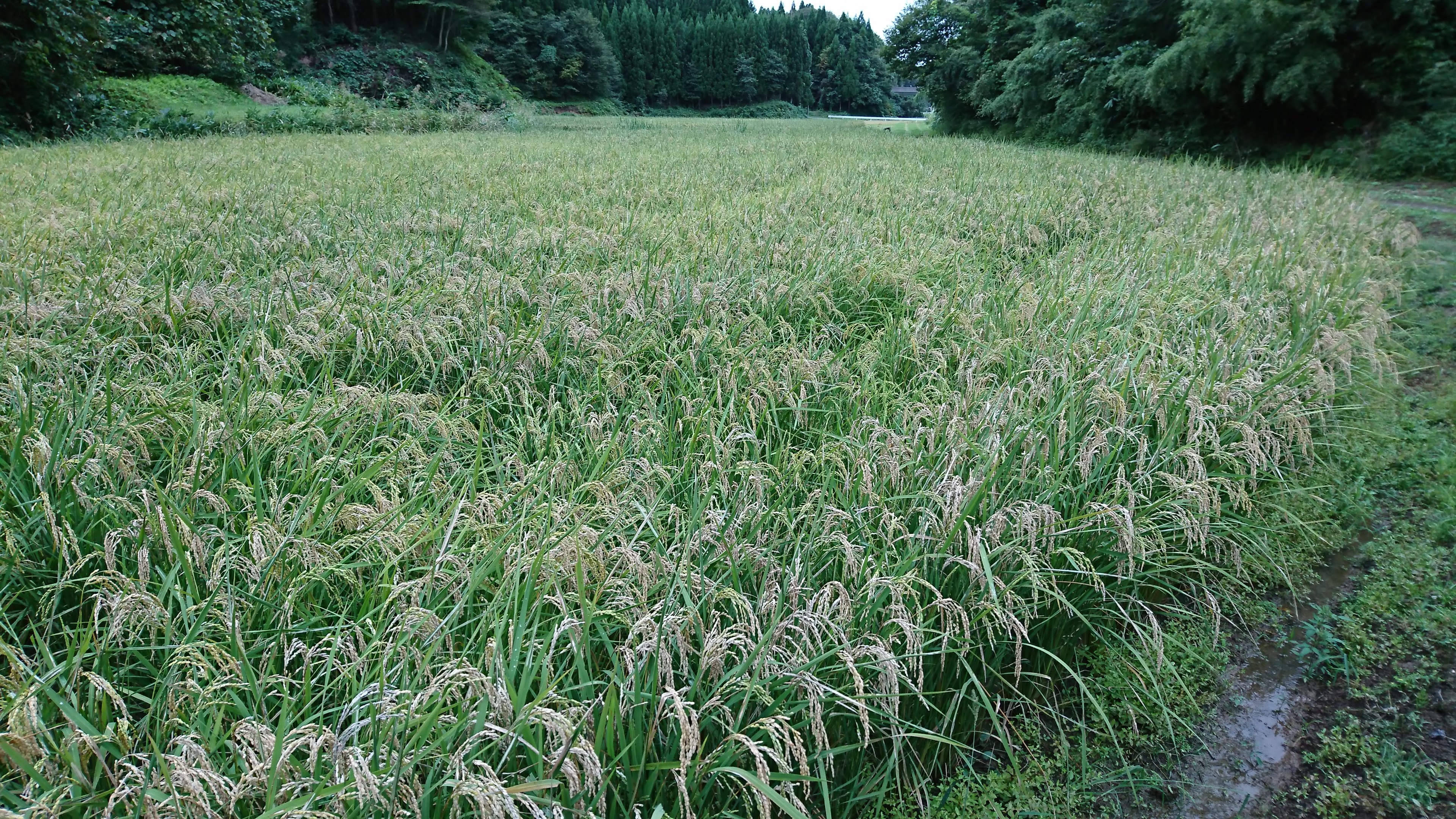 ナスの葉とニホンカモシカ