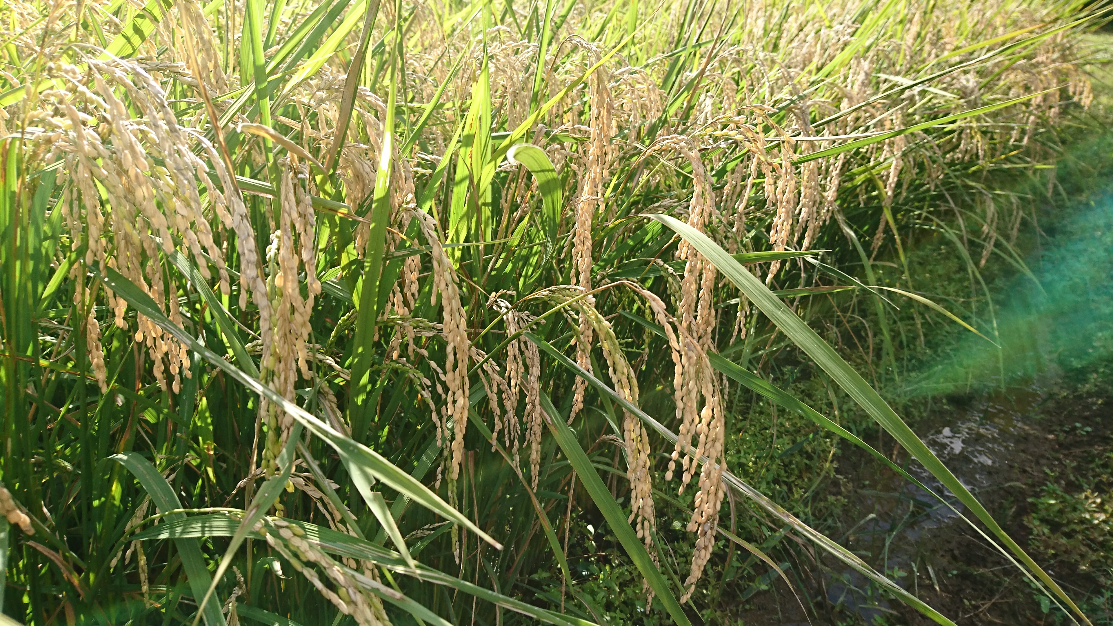 美味しいお米の見分け方