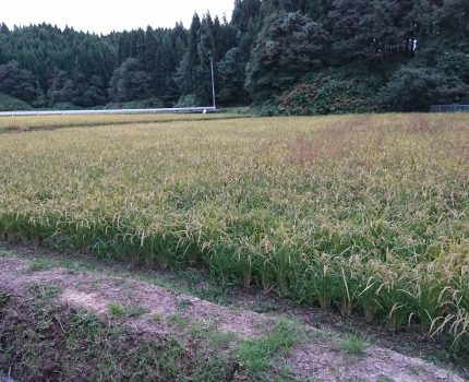 排毒機能がない人が毒物を食べると、、、【アンコウ鍋】