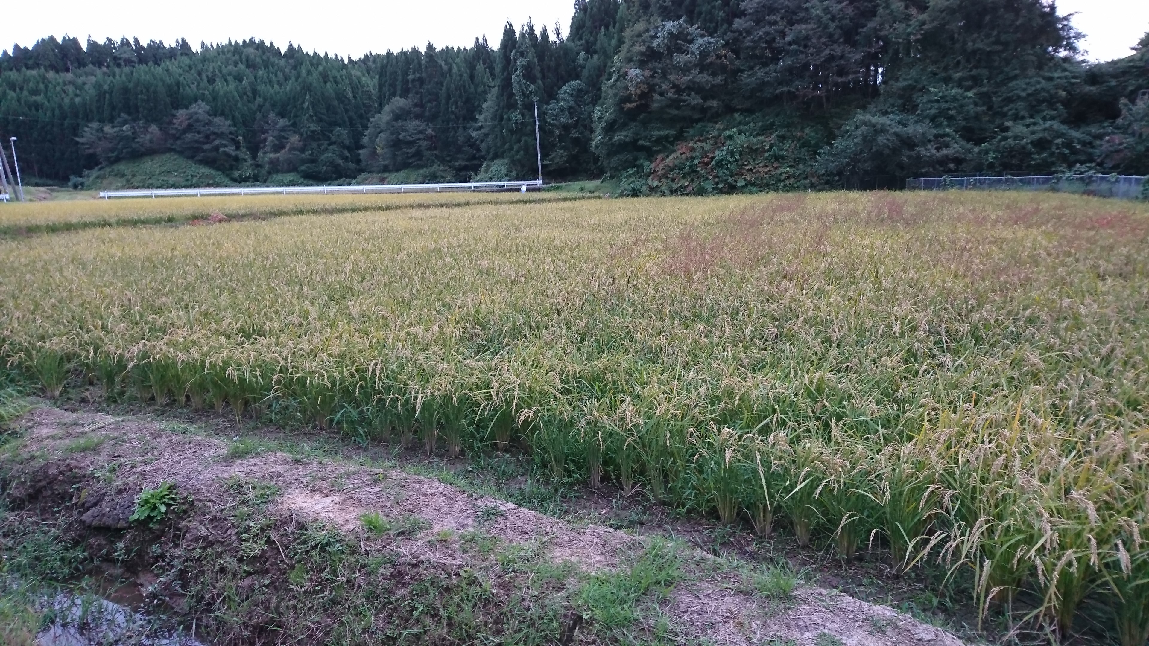排毒機能がない人が毒物を食べると、、、【アンコウ鍋】
