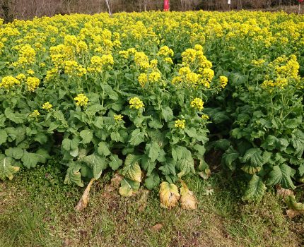 健常者に命の野菜スープとボーンブロスはどれだけ効果があるのか？七か月目