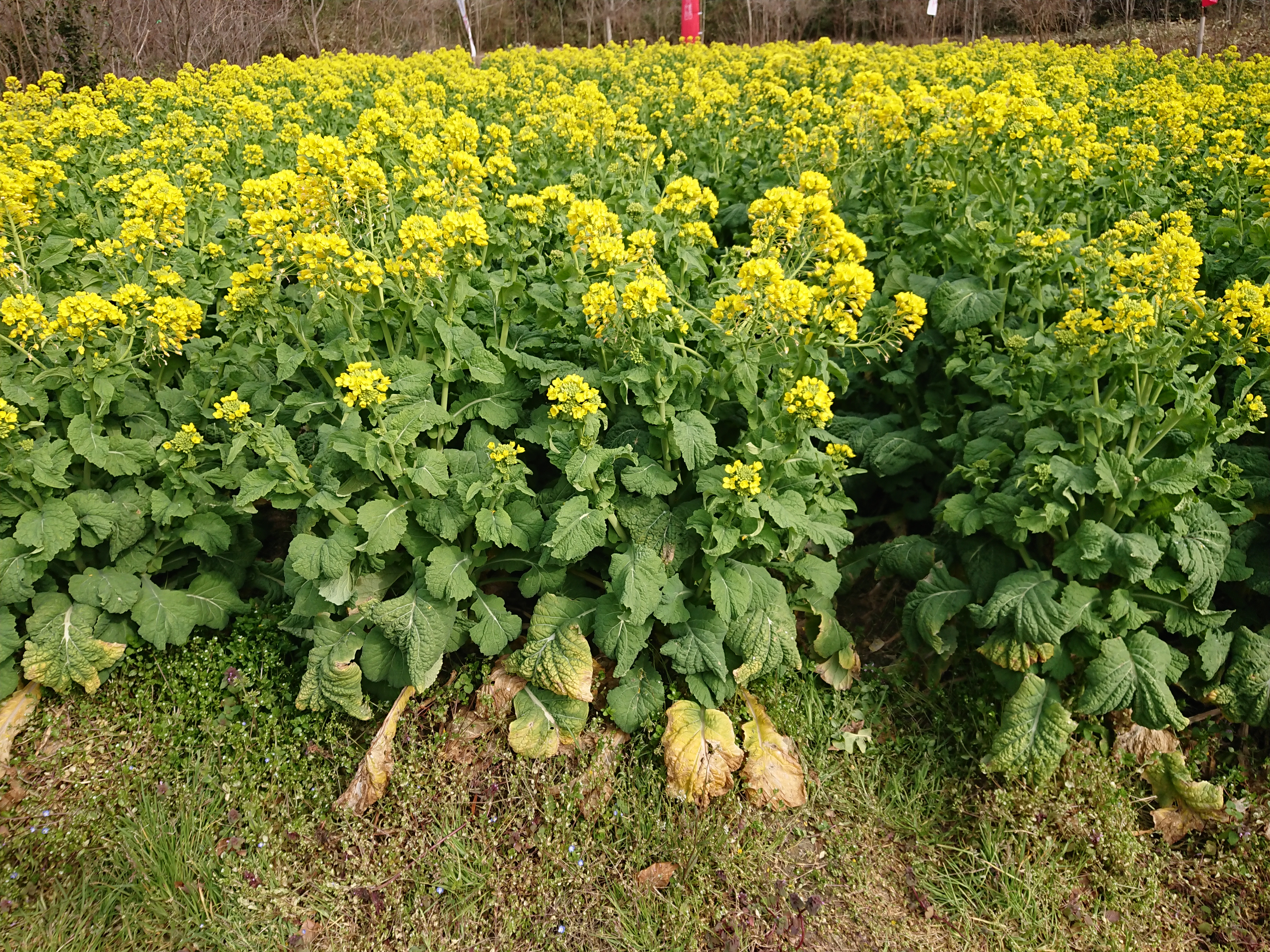 健常者に命の野菜スープとボーンブロスはどれだけ効果があるのか？七か月目