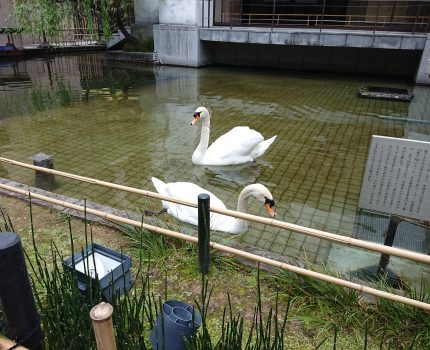 どら焼きと白鳥