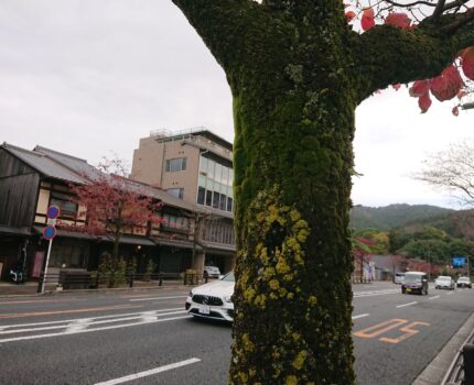 久しぶりの毒全てを抜いた生活