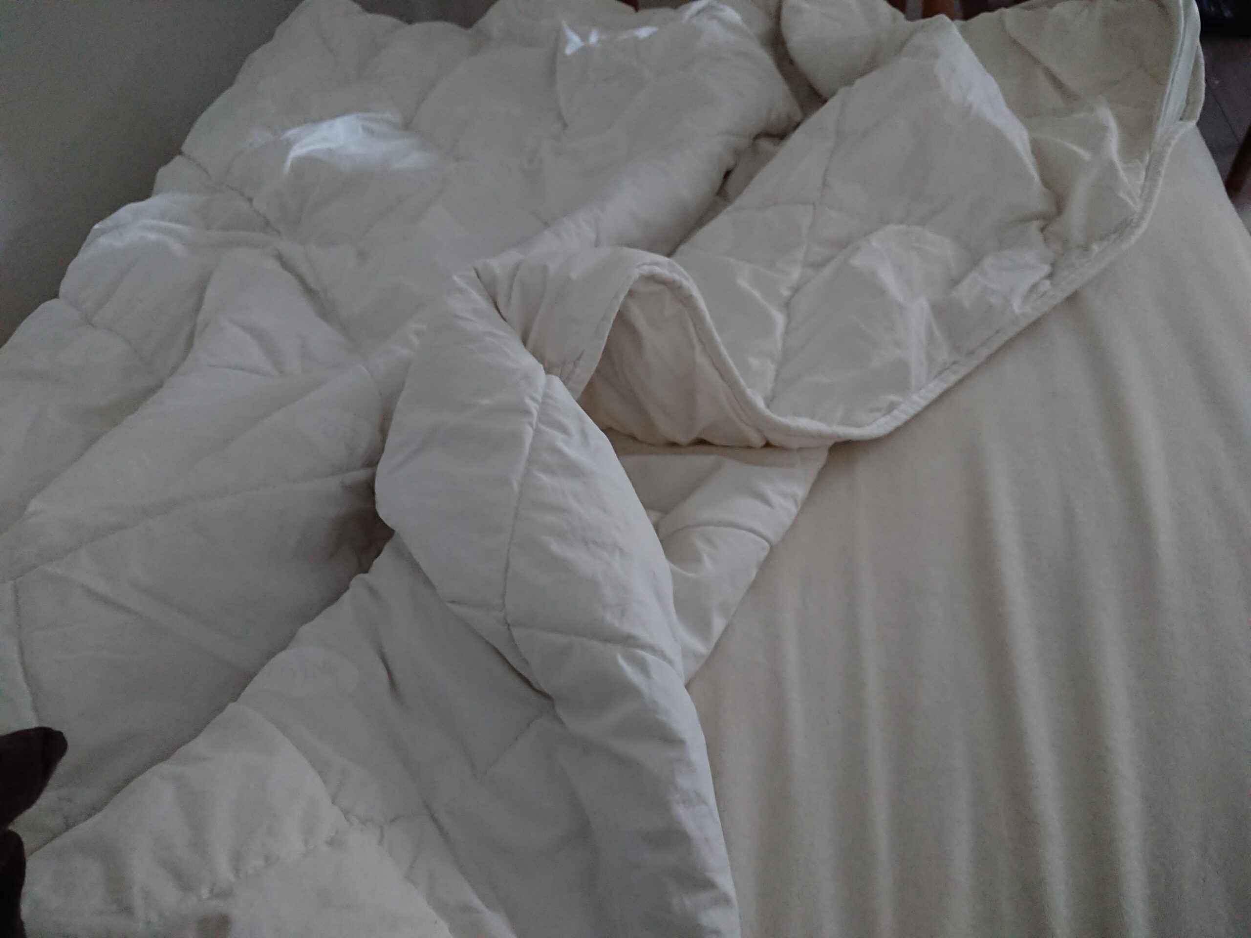 食べて良いパン