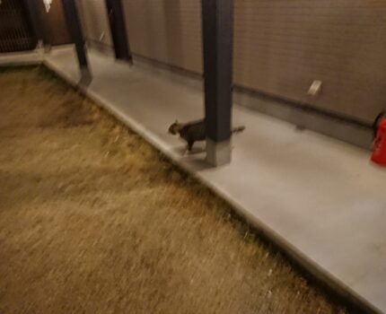 魚 vs リーキーガット症候群