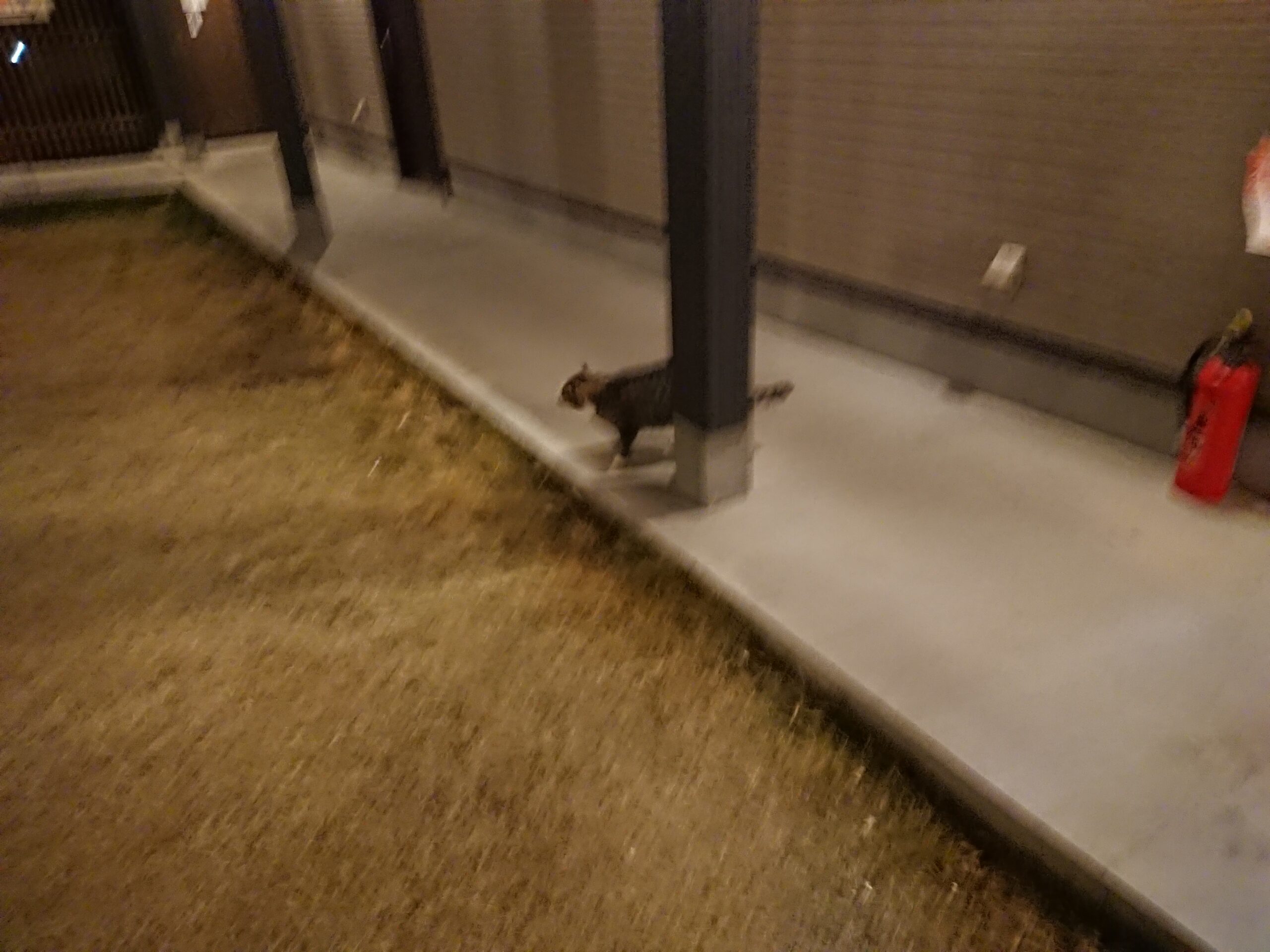 魚 vs リーキーガット症候群